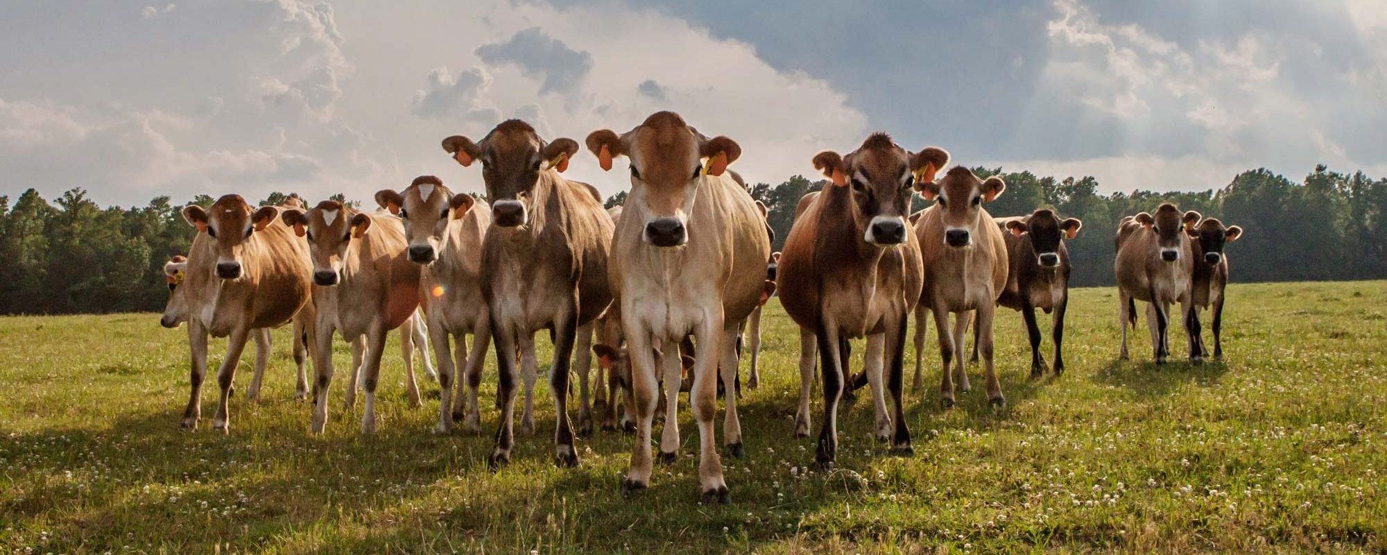Jersey, Milk Production, Dairy Farming & Livestock